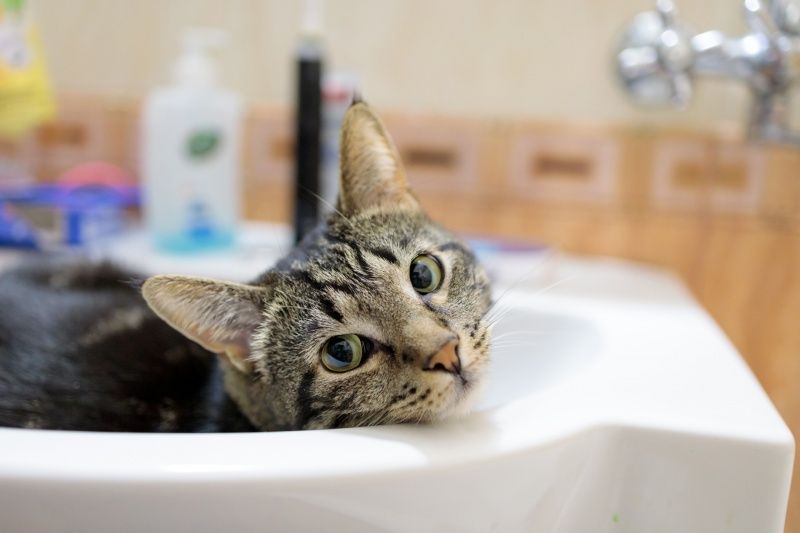Tabby cat resting in a white sink, head tilted with curious expression.