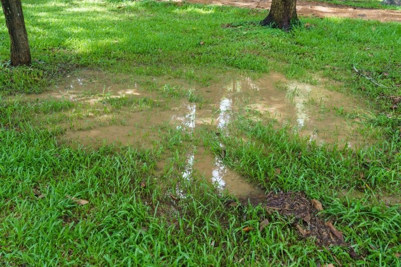 Muddy puddle on green grass, between two trees, in an outdoor setting.