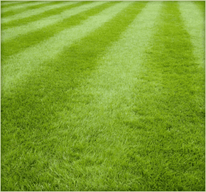  Newly turfed lawn of grass