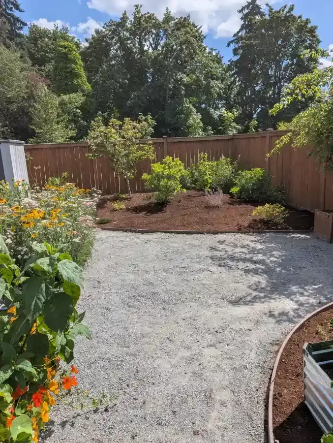 Gravel pathway leads to mulched garden bed with young trees and a wooden fence, sunny day.