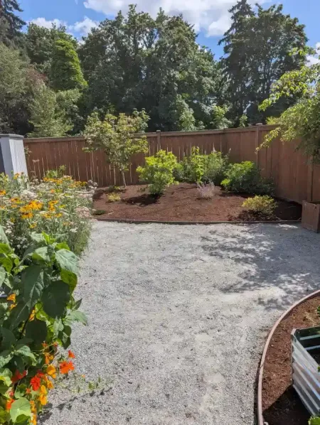 Gravel pathway leads to mulched garden bed with young trees and a wooden fence, sunny day.