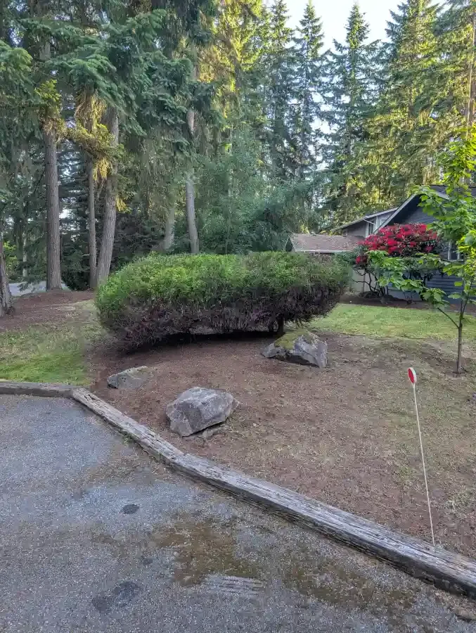 A large, trimmed green bush in a yard with rocks, a house in the background, and tall trees.