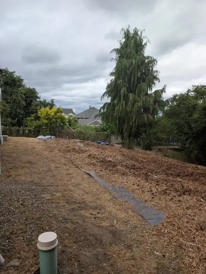 Backyard with wood chips, a tall tree, and cloudy sky.