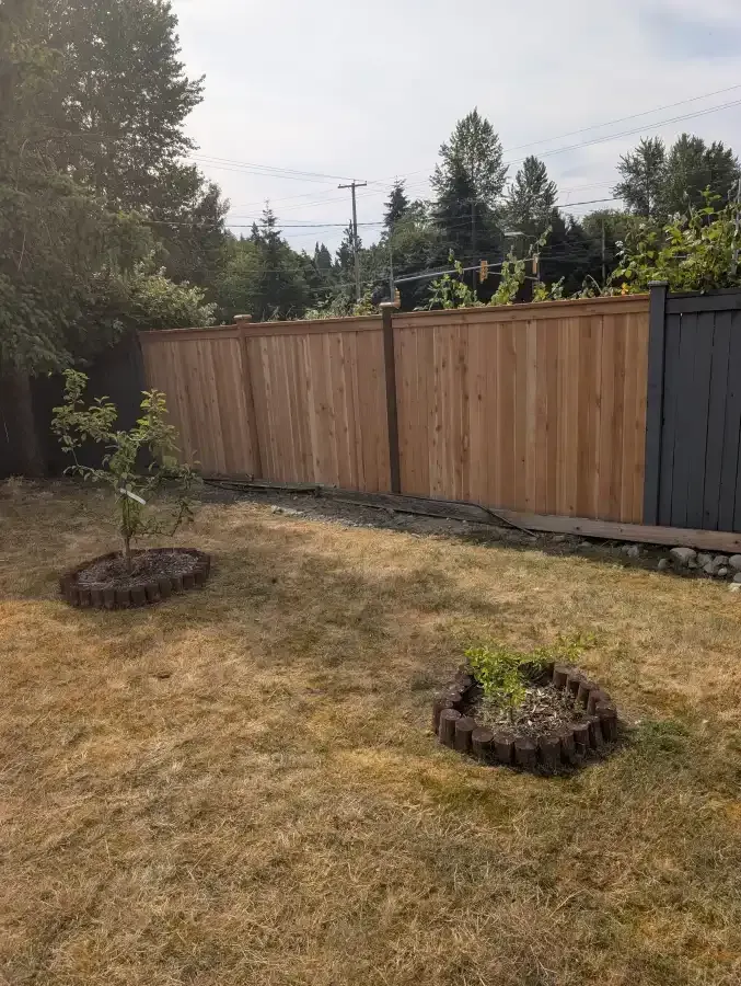A backyard with a wooden fence, dry grass, and two small trees with flower bed borders.