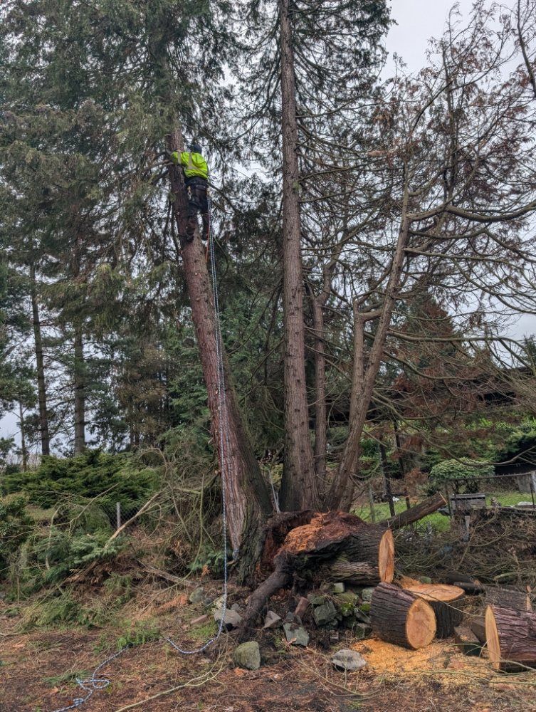 Arborist in a tree, cutting branches; several logs on the ground. Outdoors, cloudy.