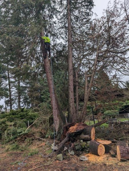 Arborist in a tree, cutting branches; several logs on the ground. Outdoors, cloudy.