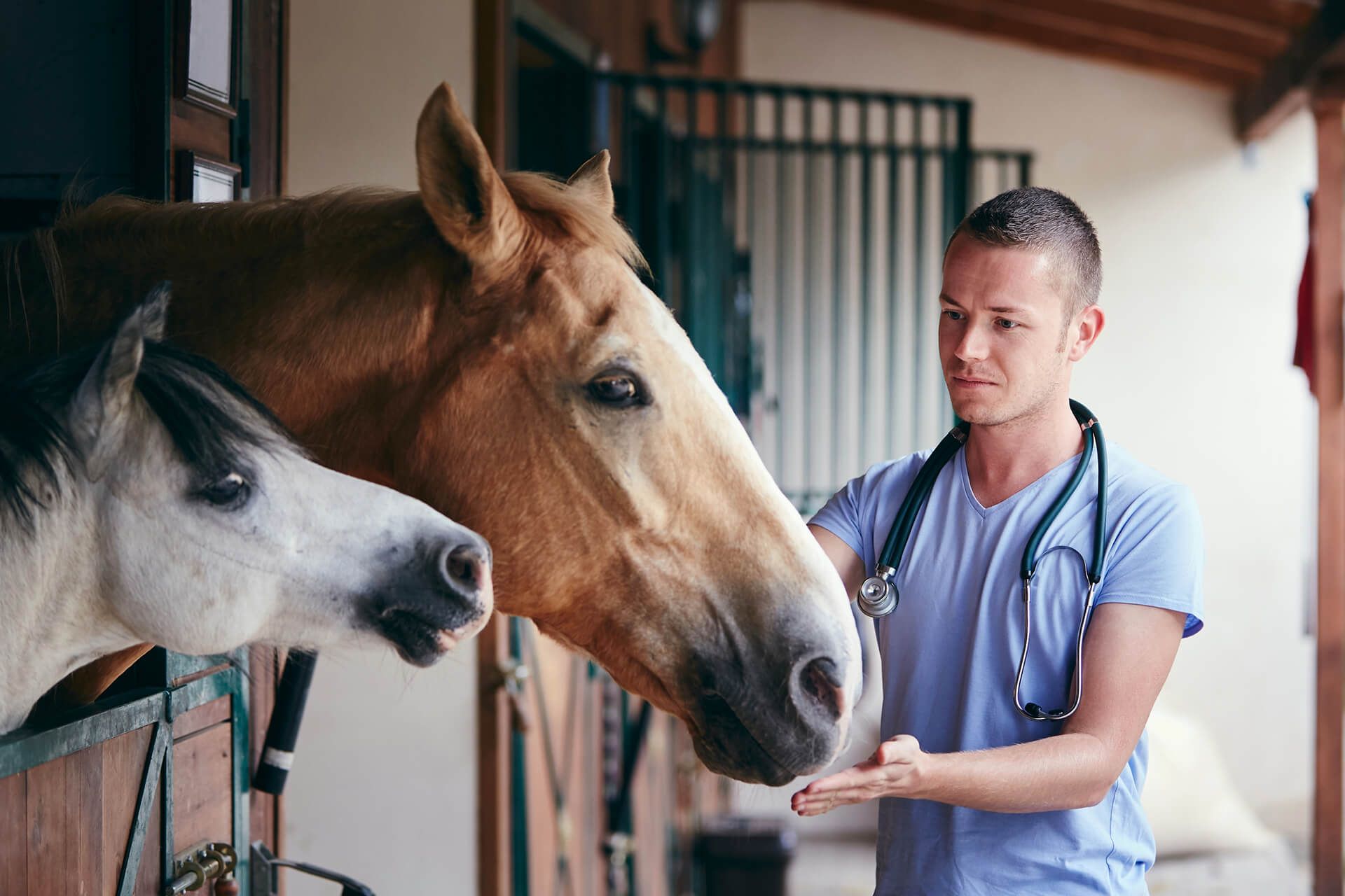 a veterinarian is examining two horses in a stable .