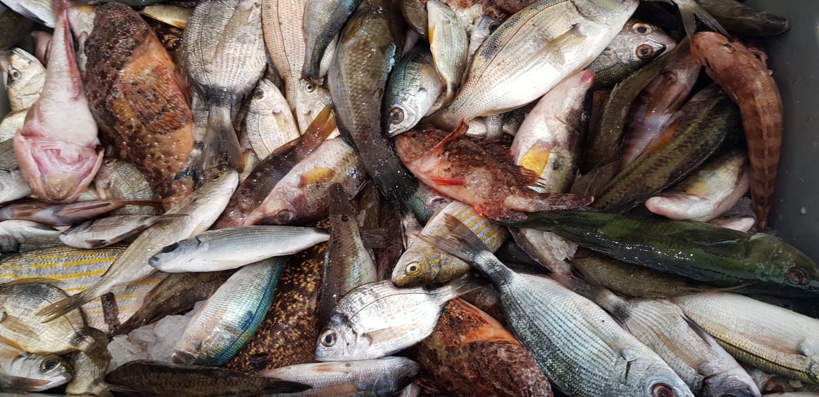 mélange de poissons de roche