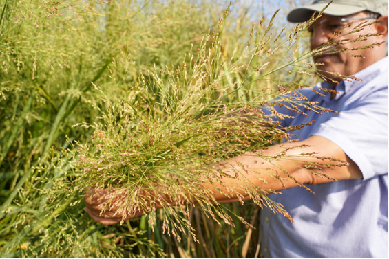 Farmer harvesting crop