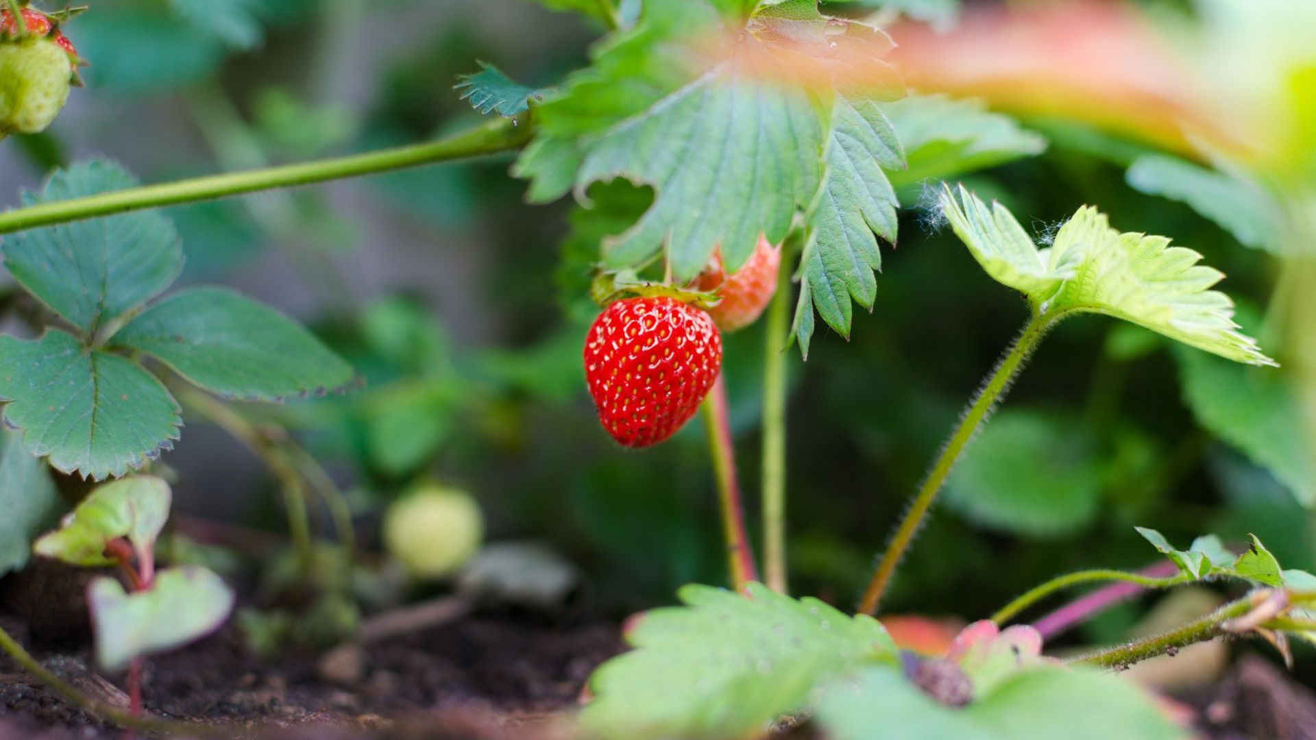 Photo of a strawberry plant