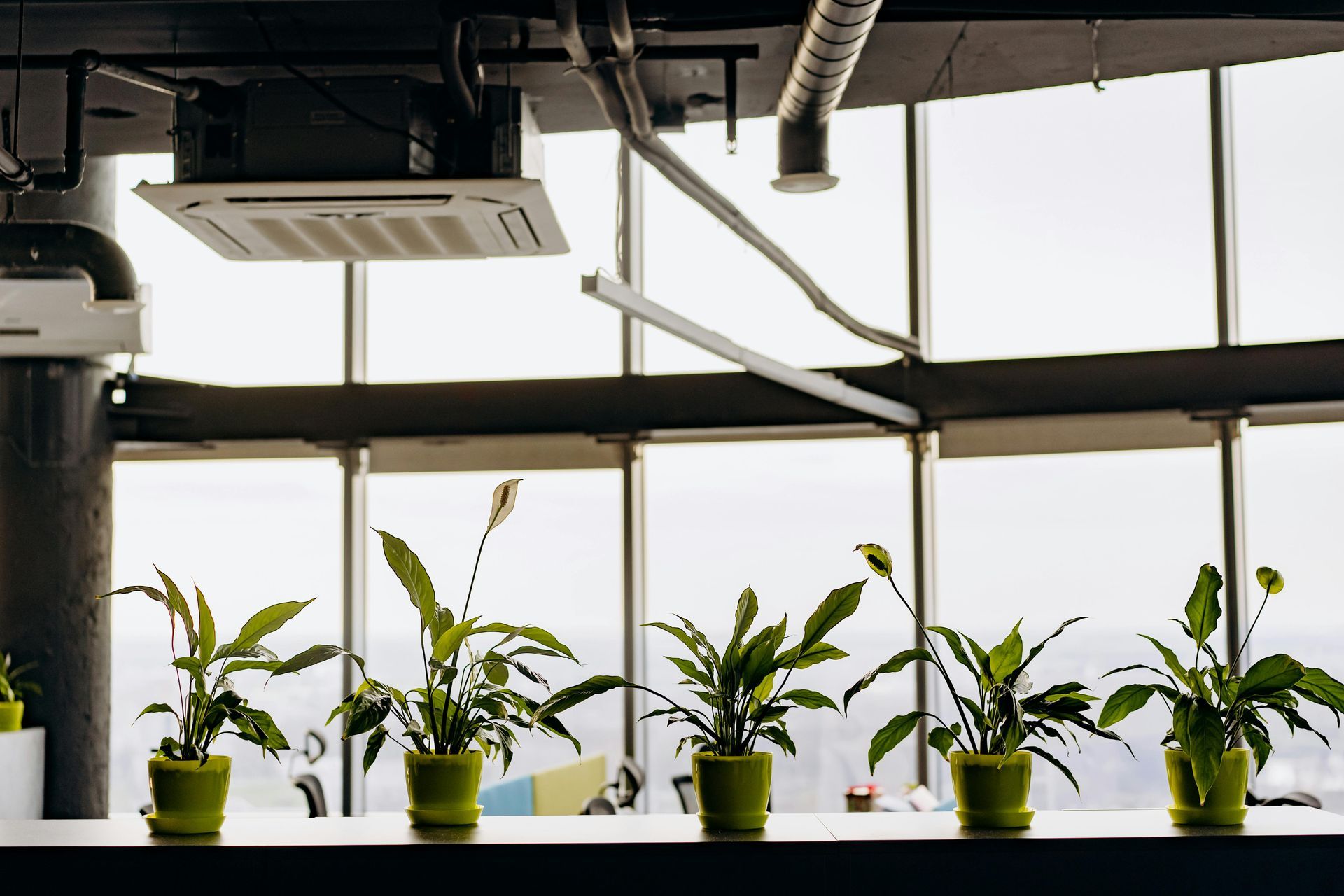 A row of potted plants are sitting on a table in front of a window.