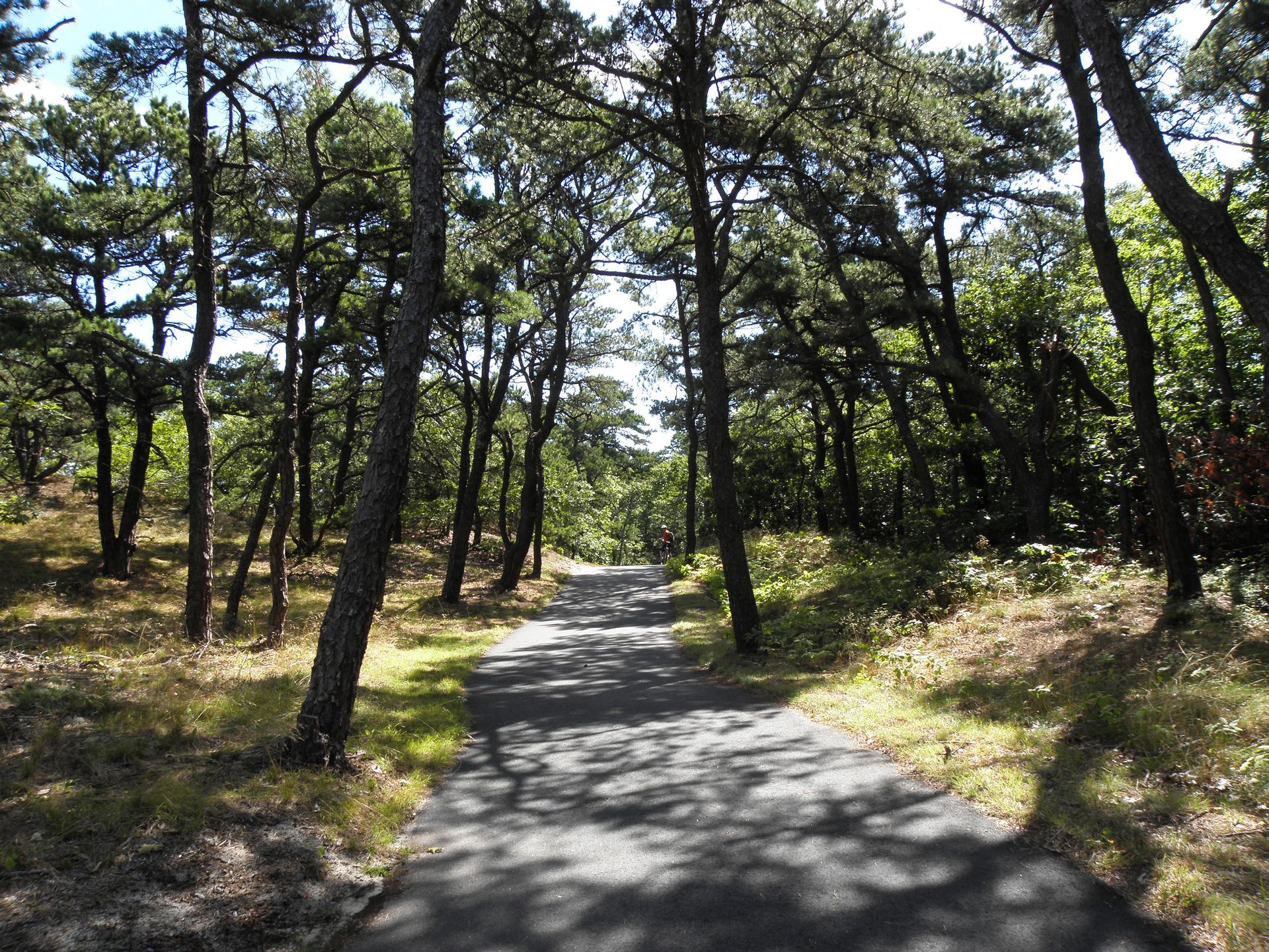 A path in the middle of a forest with trees on both sides