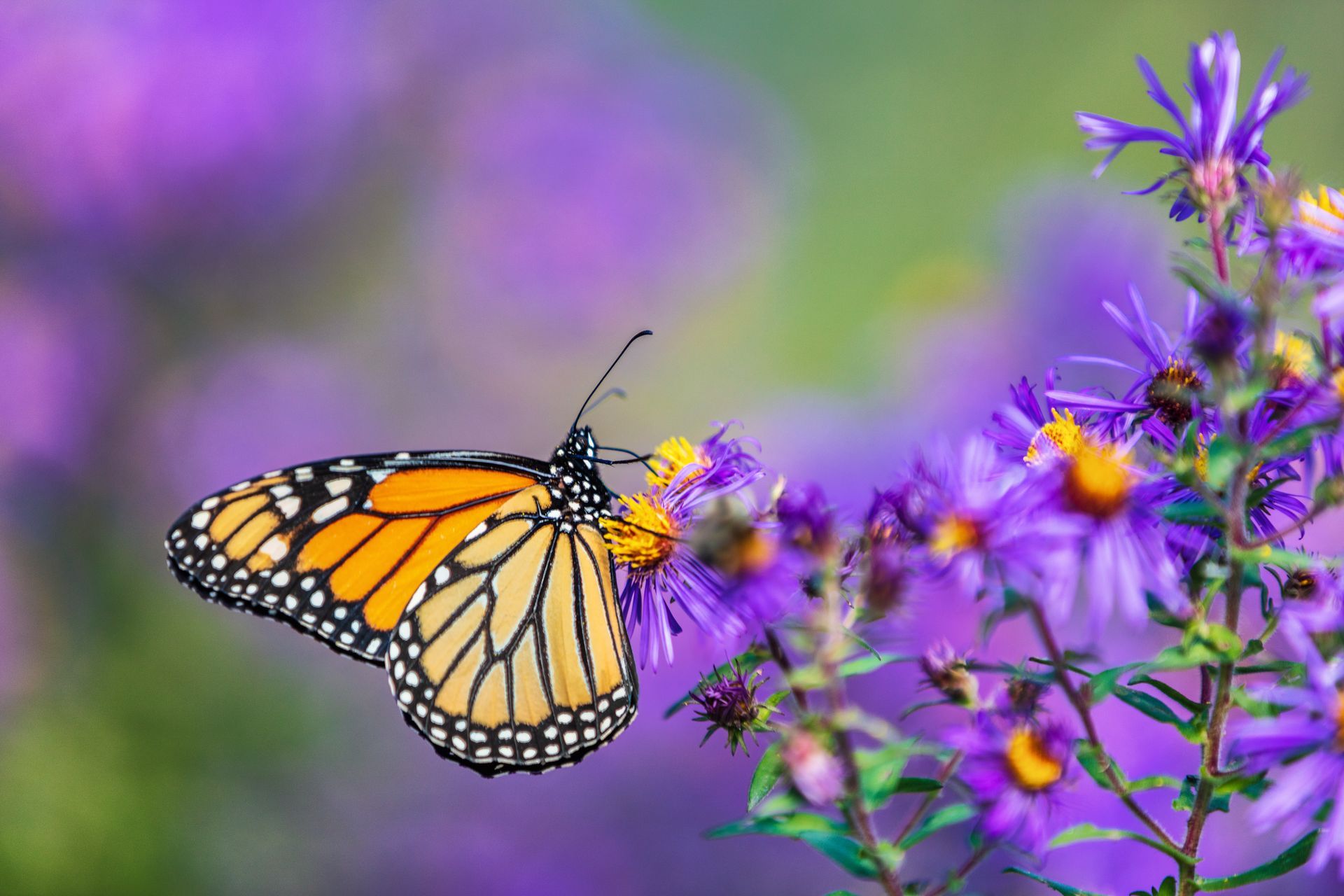 A monarch butterfly is perched on a purple flower.