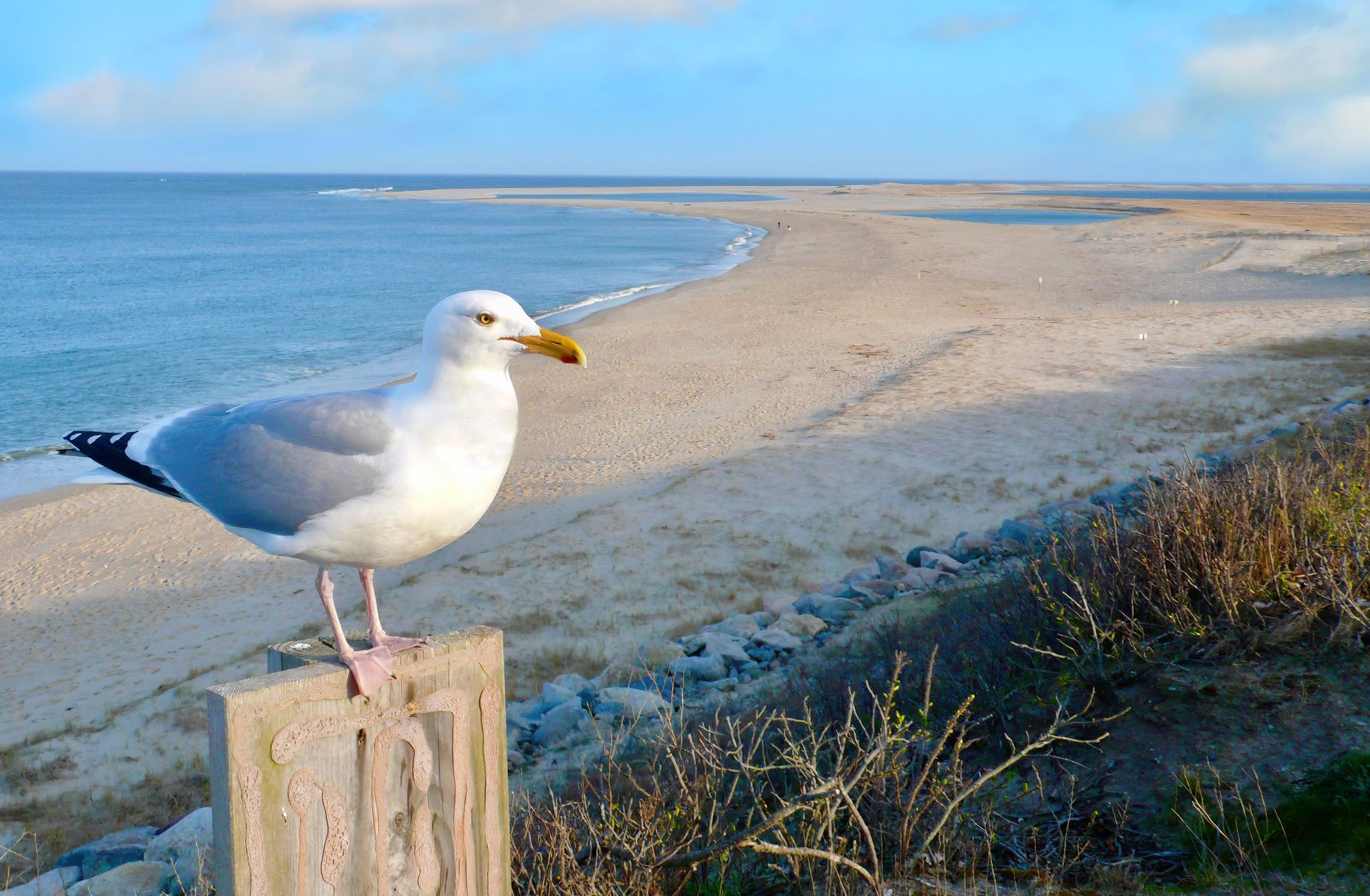 A seagull perched on a wooden post overlooking a beach.