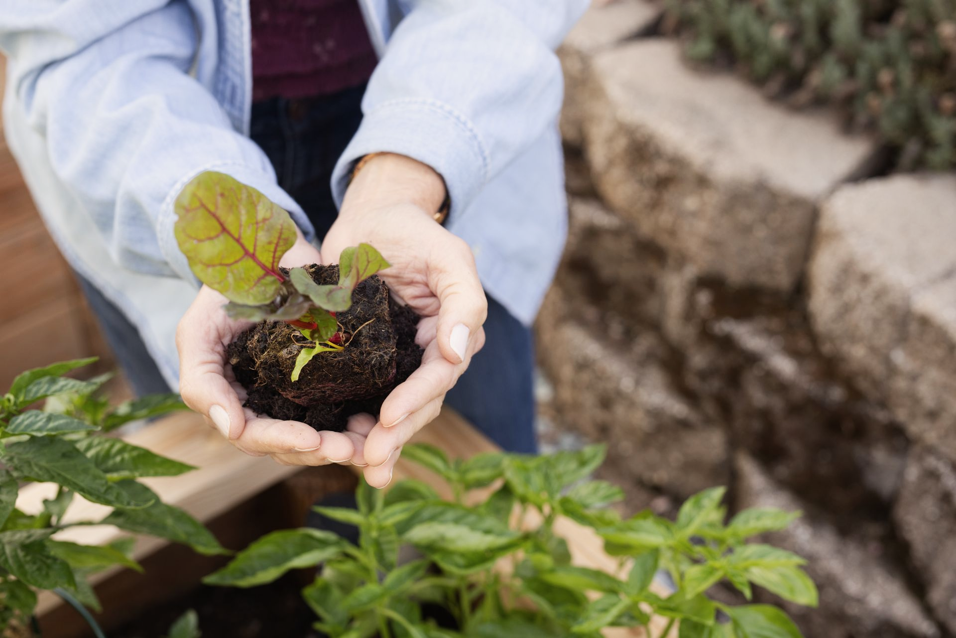 Hands holding a small plant with dark soil, near a garden bed.