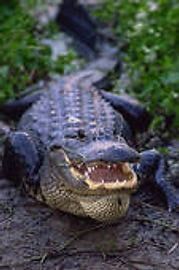 Alligator with open mouth, displaying teeth, lying on muddy ground near vegetation.