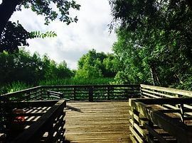 Wooden boardwalk overlooking lush green marsh under cloudy sky.