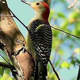 Red-bellied woodpecker perched on a tree branch, with black and white striped wings and red cap.