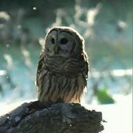 Barred owl perched on a branch, looking forward, sunlit.