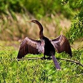 Anhinga with wings spread wide, perched on a branch, drying in the sun.