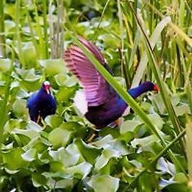 Two purple swamphens in lush green vegetation, one with wings spread, beak visible.