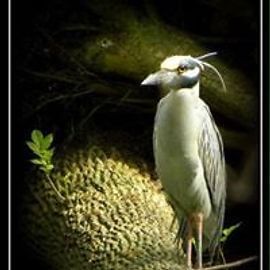 Yellow-crowned night heron perched on a tree branch, white chest, gray wings, yellow head with black markings.