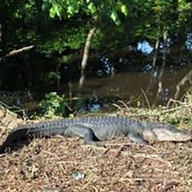 Alligator basking on a muddy bank near water, green trees in background.