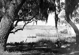 Boat on a river, framed by trees with Spanish moss. Reeds line the shore, sunny day.