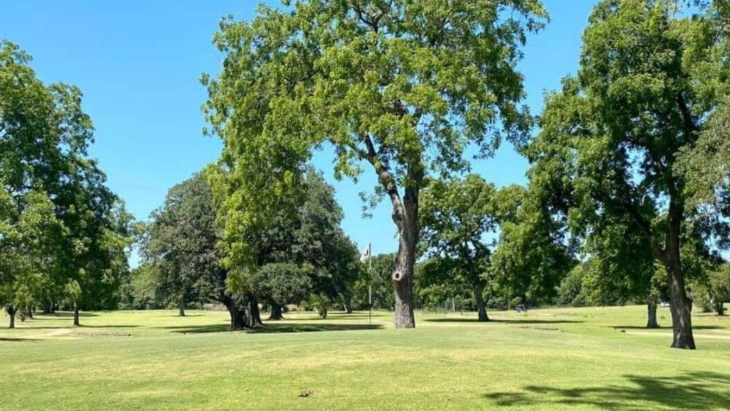 Green trees and grass under a blue sky in a park setting.