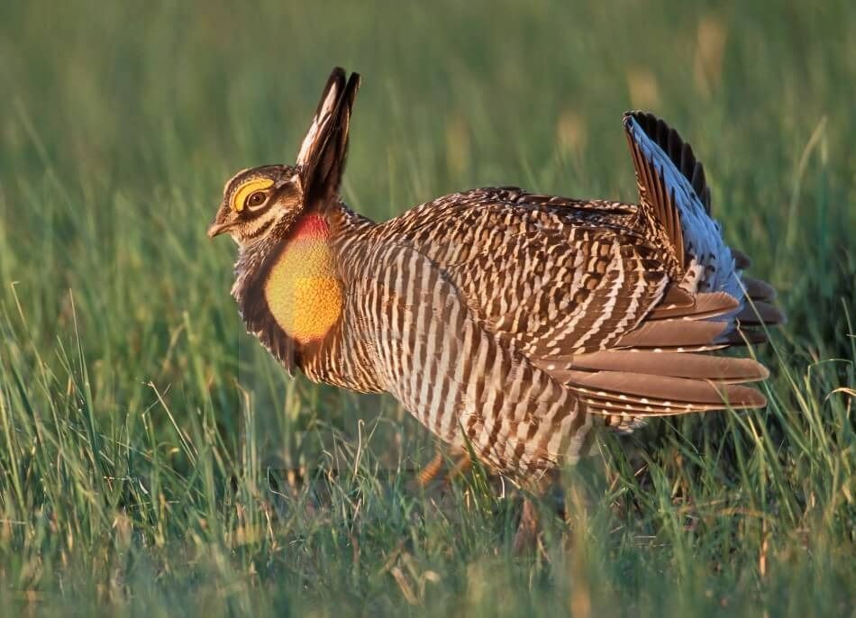 Prairie chicken displaying, yellow neck sac inflated, brown and white striped feathers, in green grass.