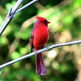 Red cardinal bird perched on a branch, green foliage background.