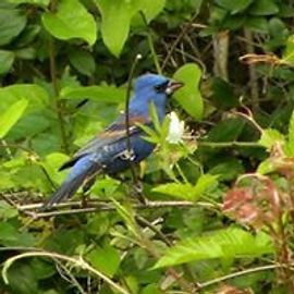 Blue Indigo Bunting bird perched on a branch, surrounded by green leaves.