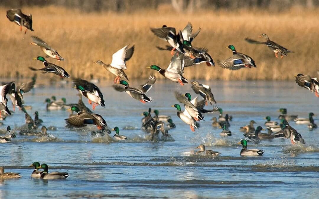Ducks taking flight from a body of water, amidst reeds and a blue sky.
