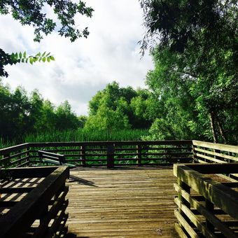 Wooden boardwalk overlooking lush green marsh. Cloudy sky above.