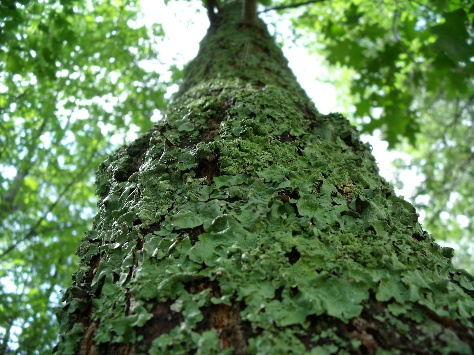Green lichen covers a tree trunk, viewed from below, surrounded by green leaves.