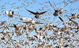 Flock of white and brown birds flying against a blue sky, wings spread.