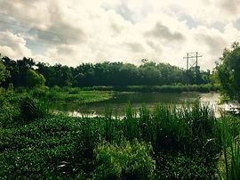 Marshy landscape with a pond, lush green vegetation, and cloudy sky. A power line tower is visible.