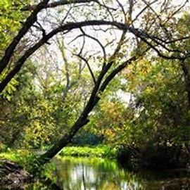 A tranquil river winds through a forest, sunlight filtering through the trees, creating a serene scene.