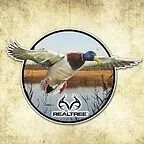 Mallard duck in flight over water, Realtree logo.