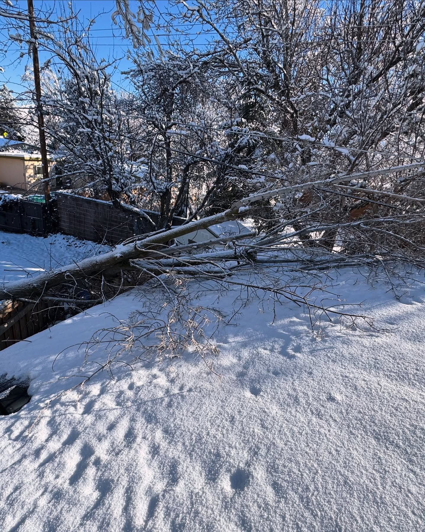 Snow-covered landscape with fallen tree branches. Sunlight glints off icy branches.