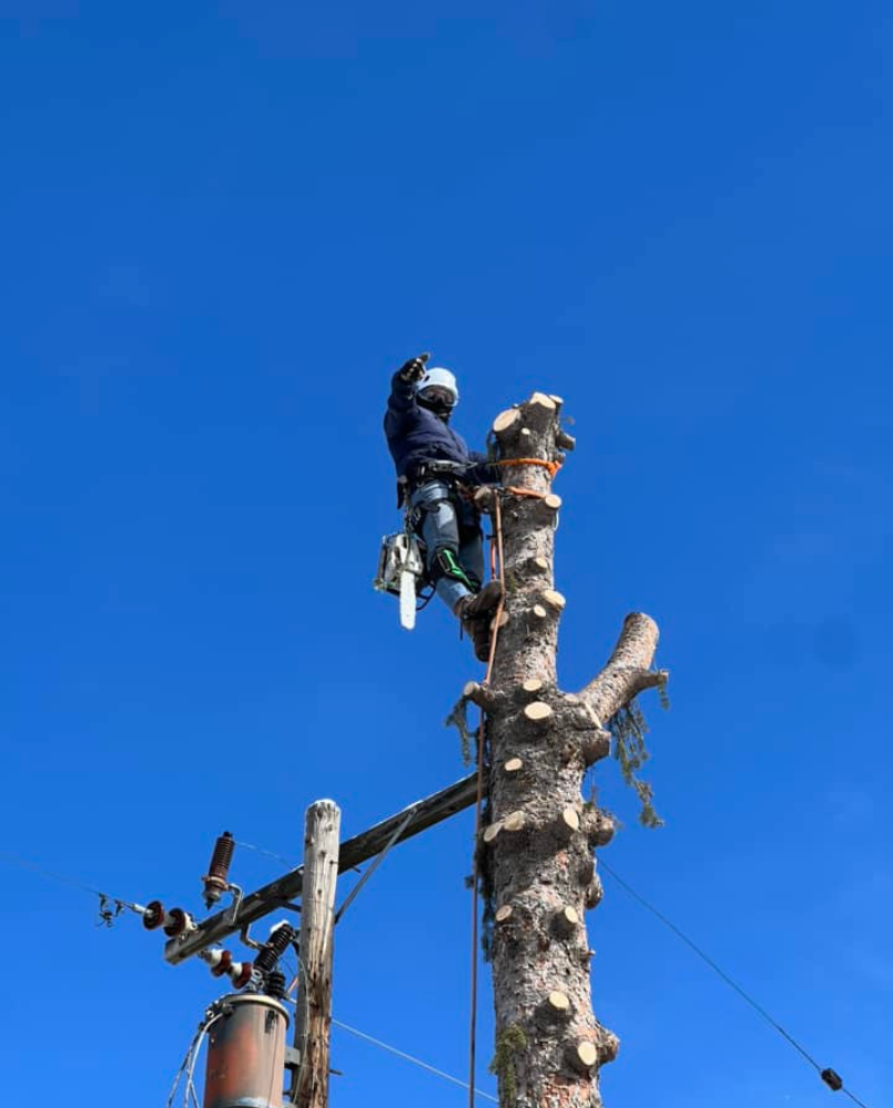 Arborist cutting a tree branch with a chainsaw, secured to the tree by a harness, against a bright blue sky next to a utility pole.