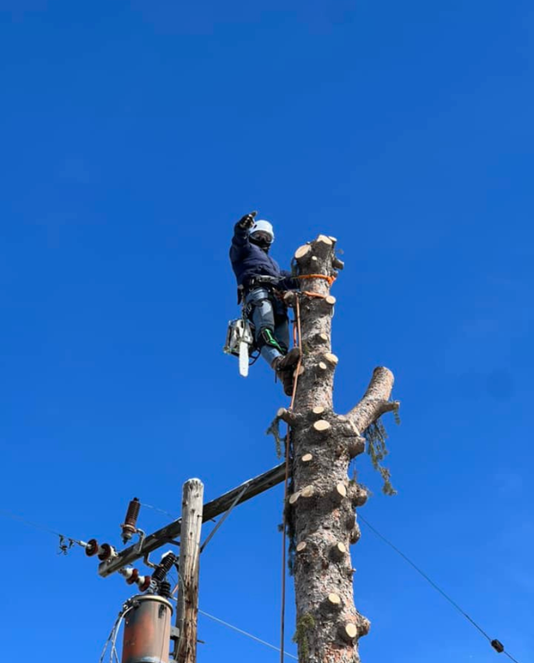 Arborist cutting a tree branch with a chainsaw, secured to the tree by a harness, against a bright blue sky next to a utility pole.