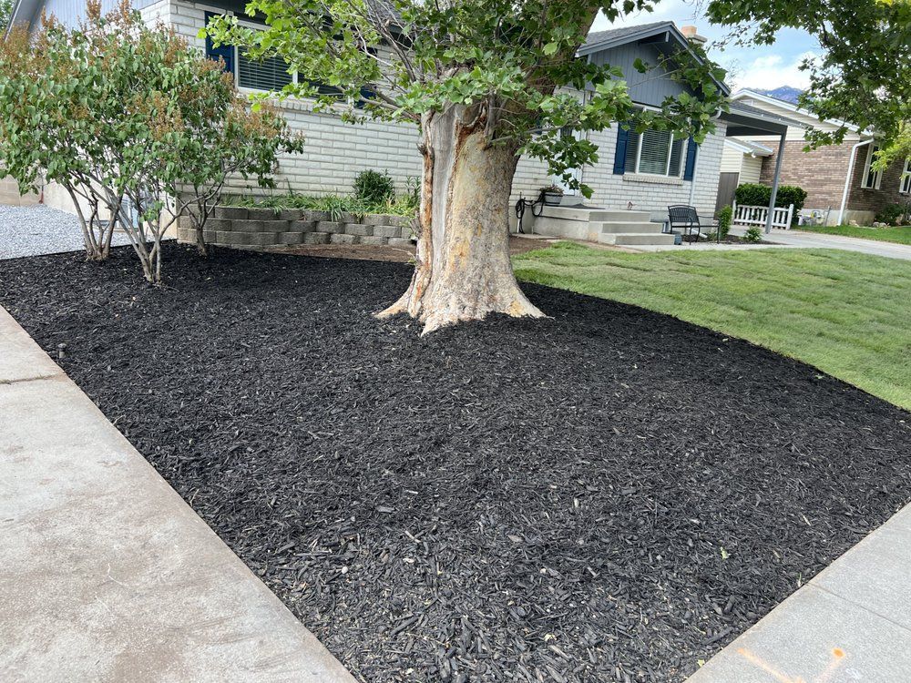 Black mulch surrounds a tree and shrub in a residential yard, contrasted by a sidewalk and green lawn.