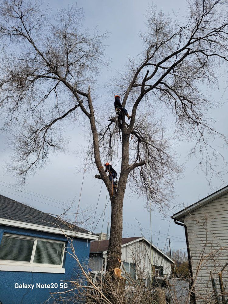 Two tree trimmers in red helmets are in a tall, bare tree, likely pruning branches near residential buildings against a cloudy sky.
