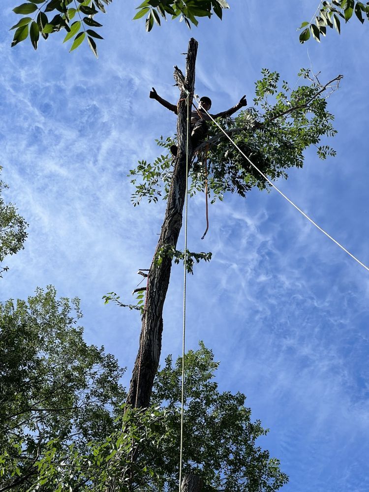 Person trimming a tall tree, secured with ropes, against a blue sky dotted with clouds.