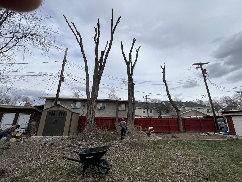 Backyard with partially pruned trees, a person, wheelbarrow, shed, and power lines under a cloudy sky.