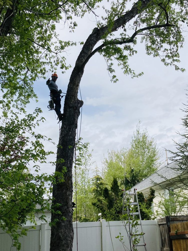 Tree worker, in safety harness, trimming a tall tree with a ladder propped nearby on a sunny day.