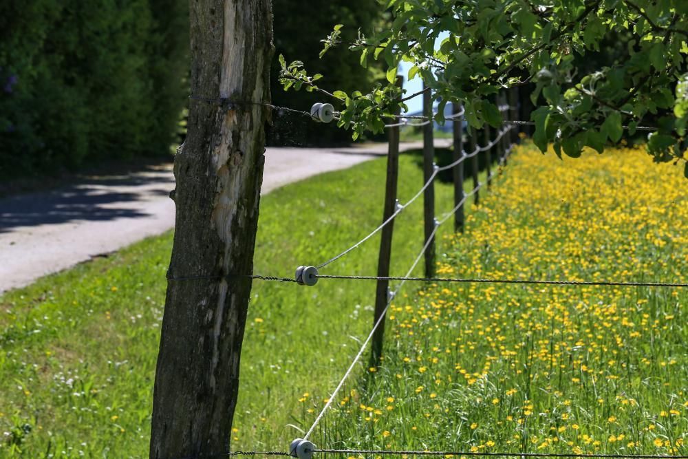 a Barbed Wire Fence Surrounds a Field of Yellow Flowers — Tony Sinclair Fencing in Bucca, Nsw