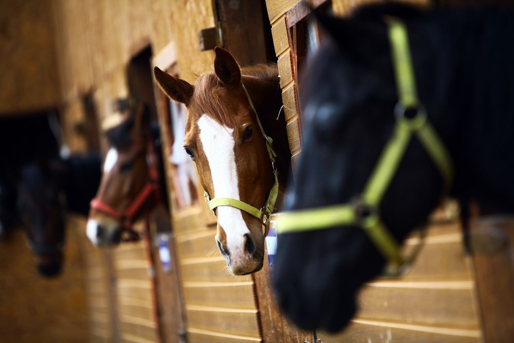 a Row of Horses Standing Next to Each Other in a Stable — Tony Sinclair Fencing In Bucca, NSW