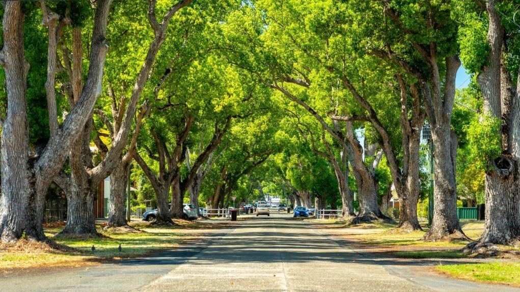 a Street Lined With Trees on Both Sides of It — Tony Sinclair Fencing In Grafton, NSW